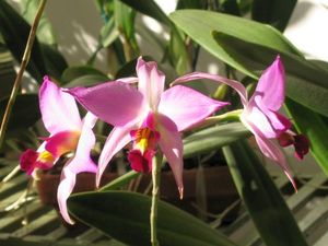 blog_orchid10