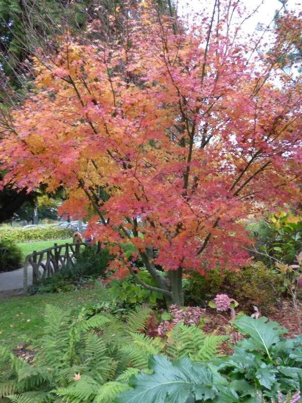 12 Sortie plantes (17)