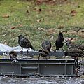 IMG_8737 - Copie