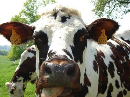 vache01