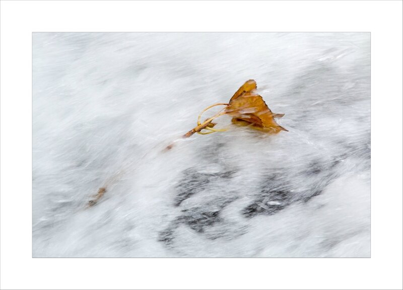 ville riviére courant branche feuilles 3 151016