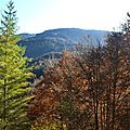 Les landes de pins de Barlagne v�tues de blanc...