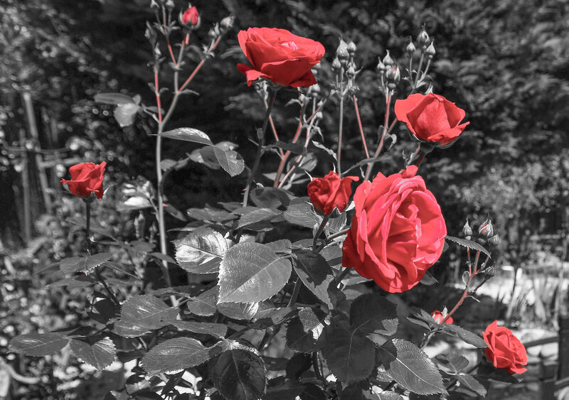 DSC_1702
