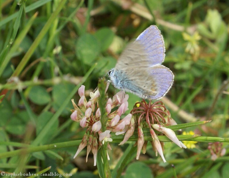 LFB papillon bleu