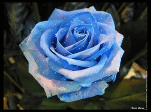 rose-scintillante