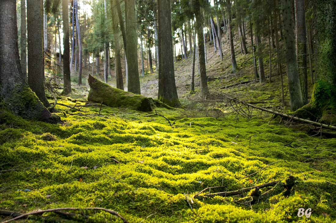 Mandy Et La Foret Enchantee Histoires De Poupees Par Nathalie