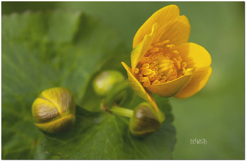 _DSC8718 fleur Jaune 1920x240 S