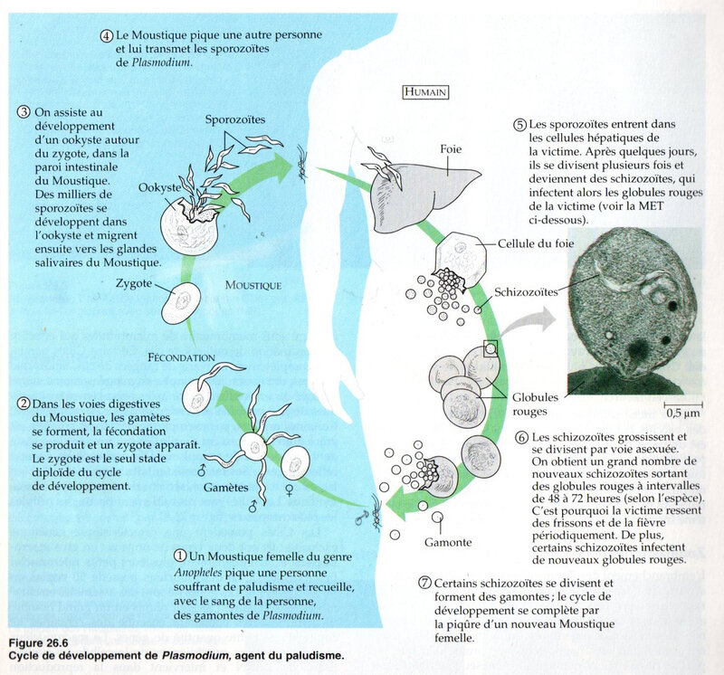 fig 26-6 cycle de dev du plasmodium