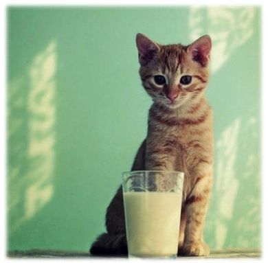 lait (5)