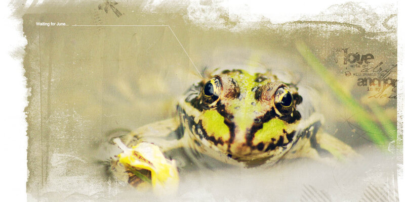 20180512 Grenouille B
