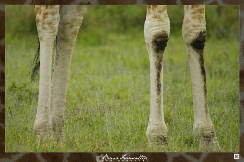 Saucisson de girafe 1