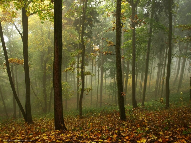 papier-peint-entree-maison-4-papier-peint-automne-arbres-brouillard-paysage-fort-1600x1200
