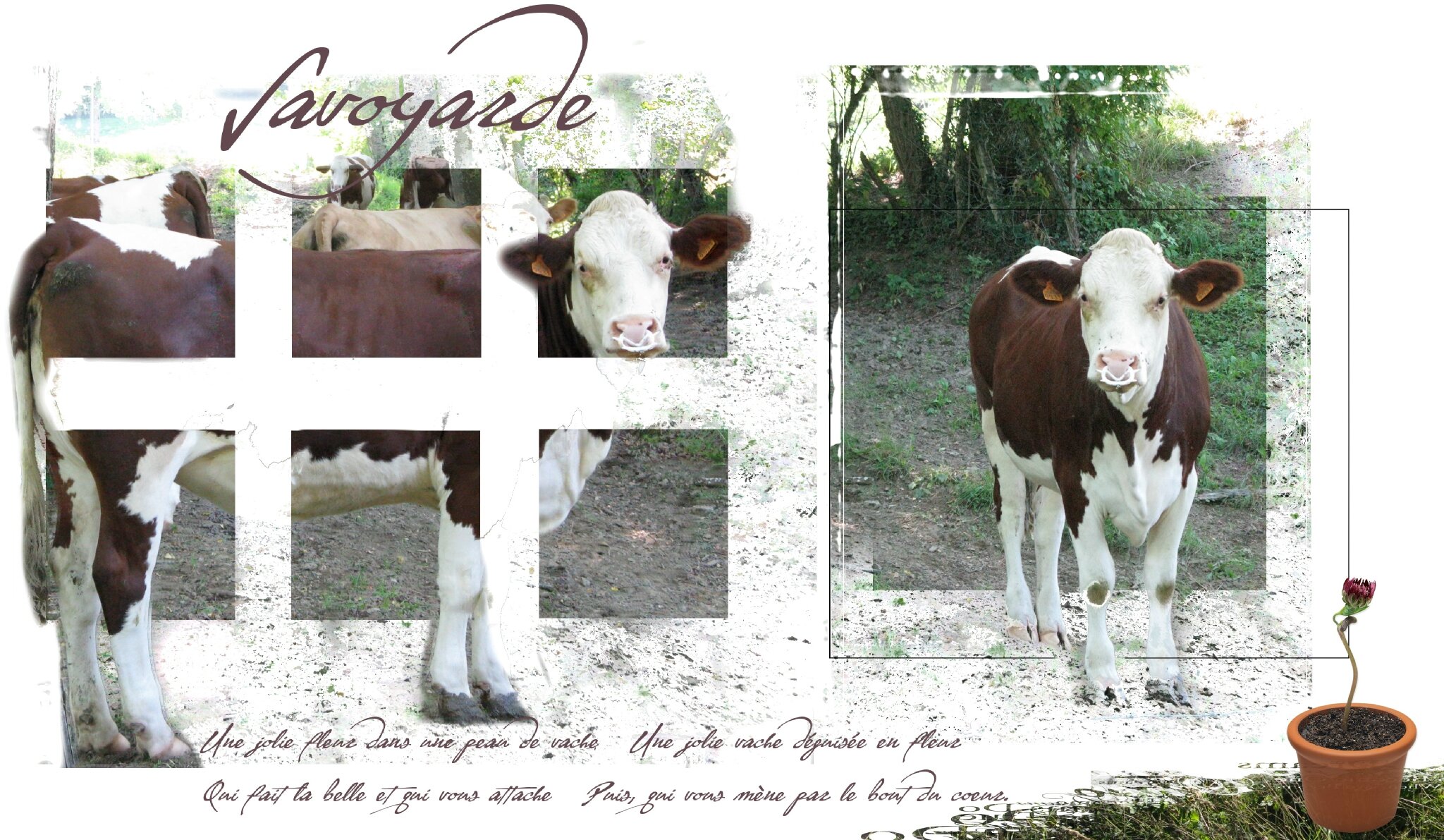 vache
