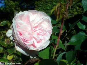 Rosier Souvenir de la Malmaison