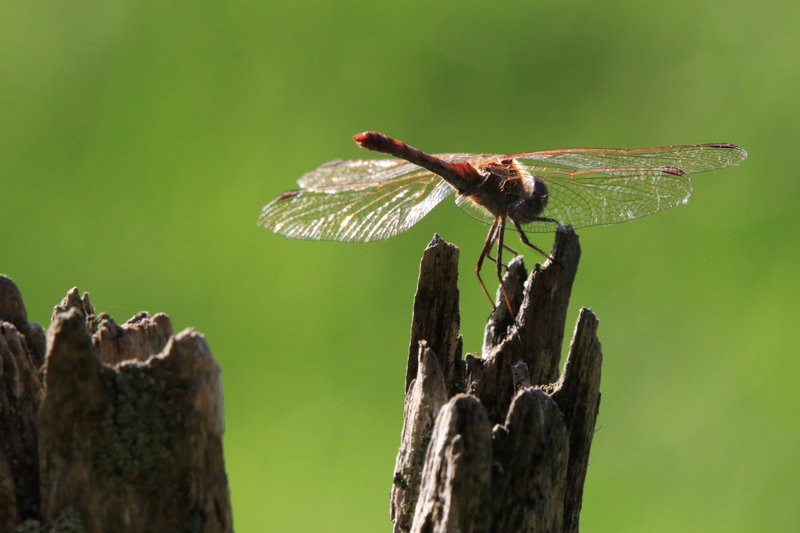 IMG_9691 - Copie