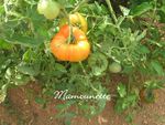 Tomates_bio___l_ancienne_du_jardin_29