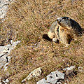 Alpages couleur marmotte