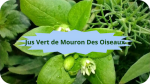 11 MOURON BLANCJus vert-modified