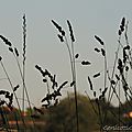 DSCN0009 (4)