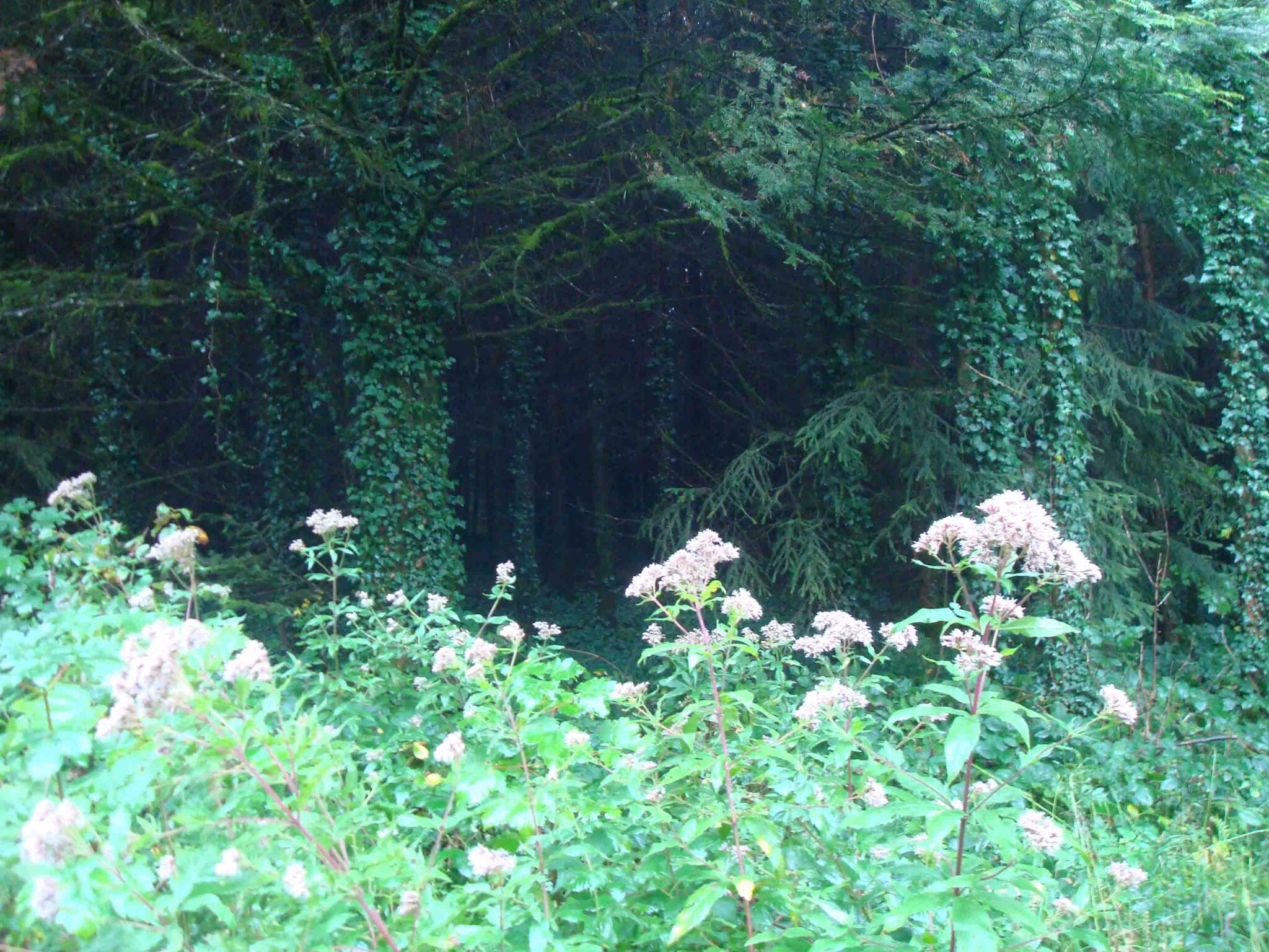 Forêt du Jura - Nans sous Sainte Anne 2
