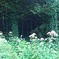 Forêt du Jura - Nans sous Sainte Anne 2
