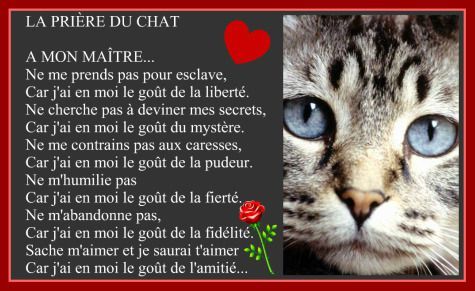 Priere Du Chat Protection Animale De Lunel