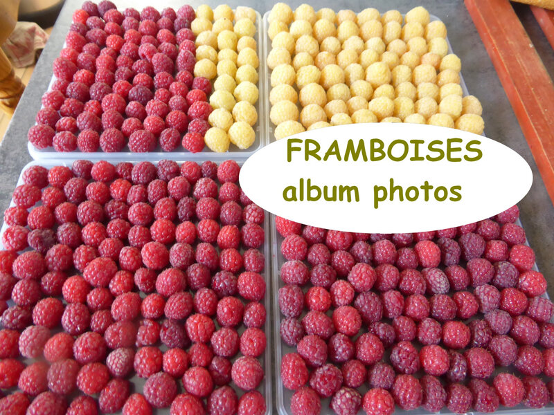 framboises-album photos