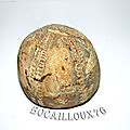 ECHINOCORYS VULGARIS F49 . Nord BERRY