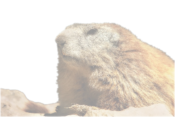 animaux 39