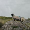 Moutons d'Irlande