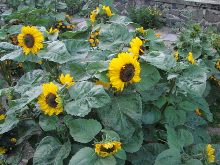 2008_09_01_058