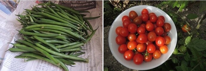 haricots tomates