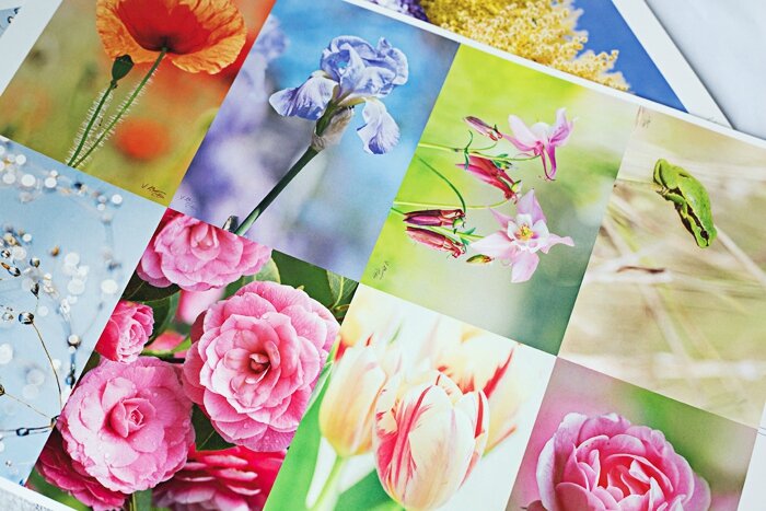 bat-cartes-postales-fleur