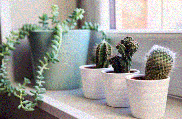 &acactus1