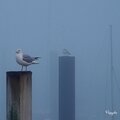 IMGP1185