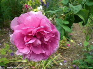 Jardin privé du rosiériste André EVE