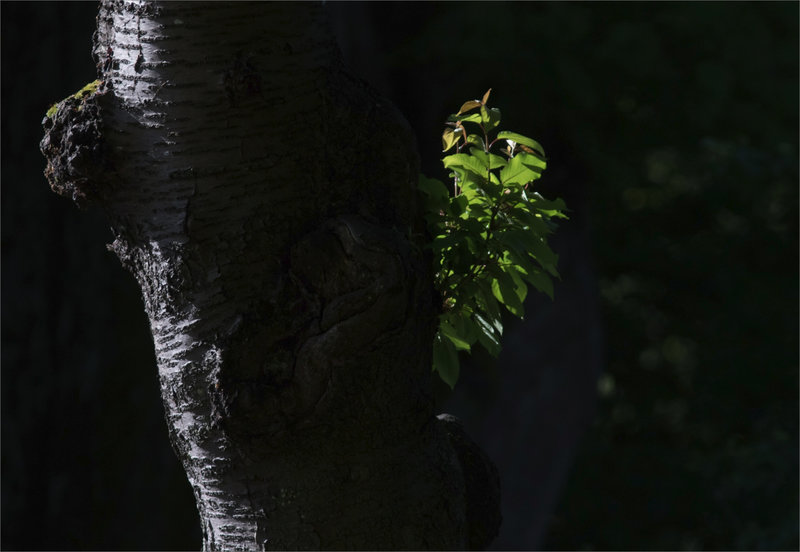 Arbre pousse feuilles contrej 050521