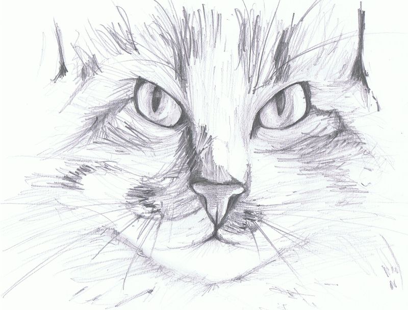 Tete De Chat Photo De Ma Boite A Croquis Le Meli Melo D Amly