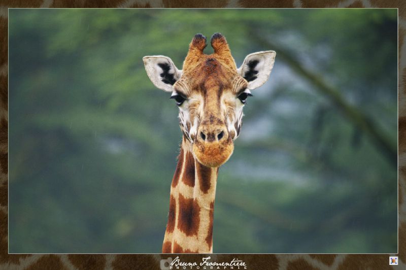 Saucisson de girafe 4