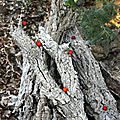 IMG_5622 - Copie