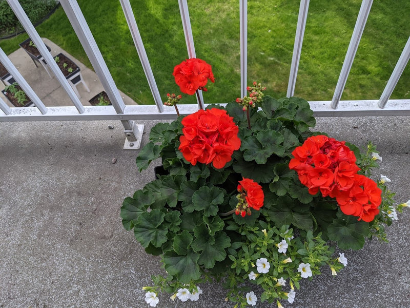 plante 1