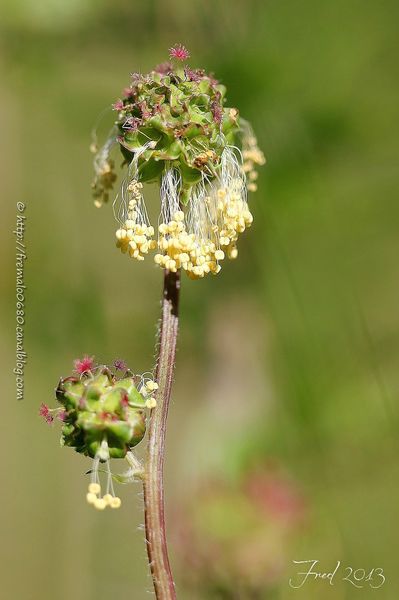 IMG_1166-signée