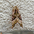 Un papillon en treillis de camouflage...