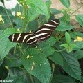 Heliconius charithonia • Heliconiidae • Costa Rica