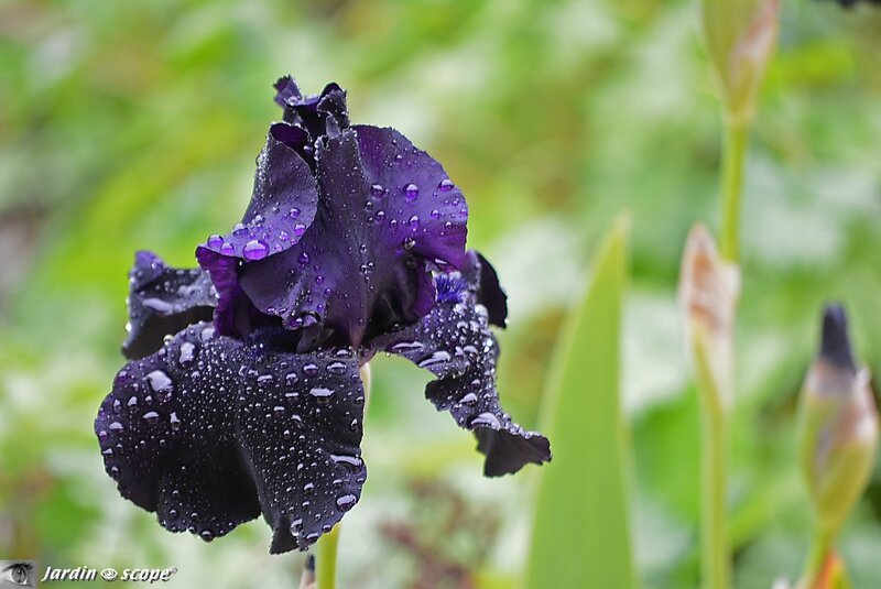 Iris-noir