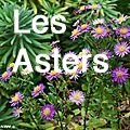 LES-ASTERS