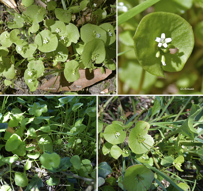 Plante Aquatique Aux Fleurs Blanches 6 Lettres / Plante aquatique 6 lettres — plante aquatique Plante Aquatique Aux Fleurs Blanches 6 Lettres / Plante aquatique 6 lettres — plante aquatique