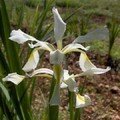 Orientalis