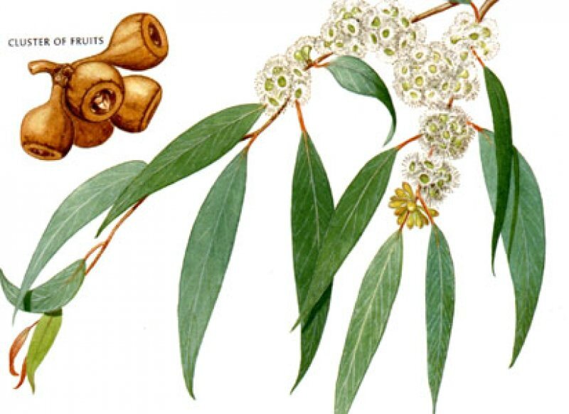 encens eucalyptus vertus