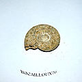 AMMONITES F38 14.EVRECY